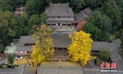 成都云顶山千年古银杏满目金黄引游人